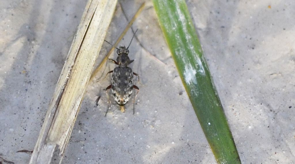 Piccolo carabide id.: Asaphidion caraboides